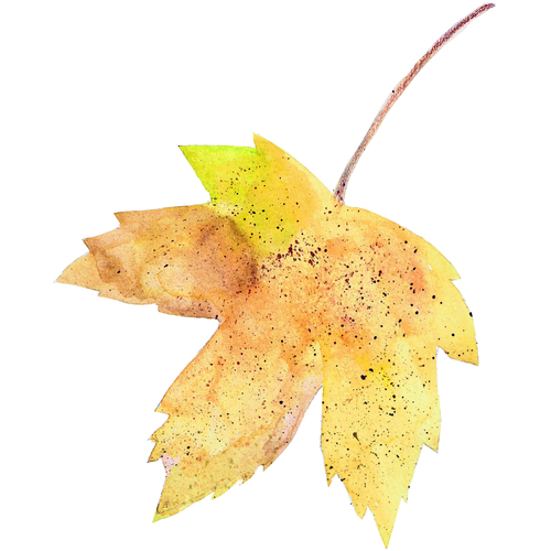 dunnock-leaf1