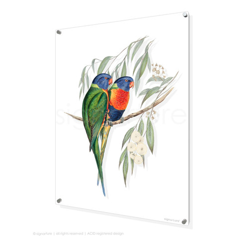 signarture bird perspex artwork rainbow lorikeet
