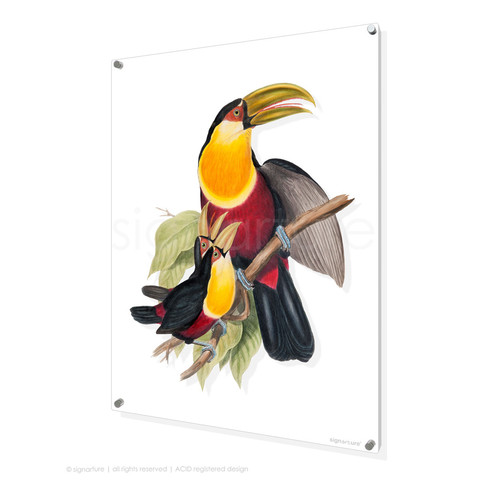 signarture bird perspex artwork toucan III