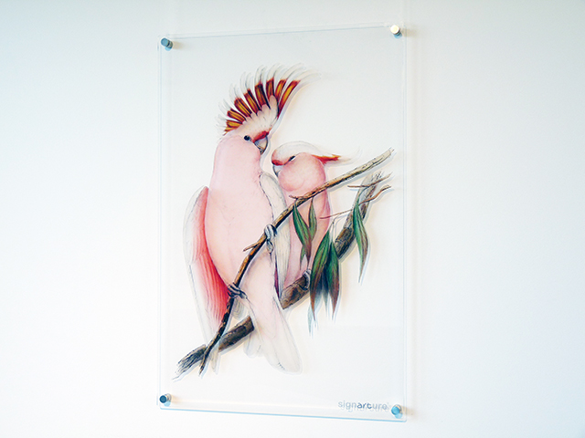 signarture pink cockatoo bird perspex art print