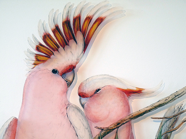 signarture pink cockatoo bird perspex art print detail