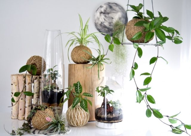 the art-house series exclusive to rachel bainbridge art + glasshouse terrariums