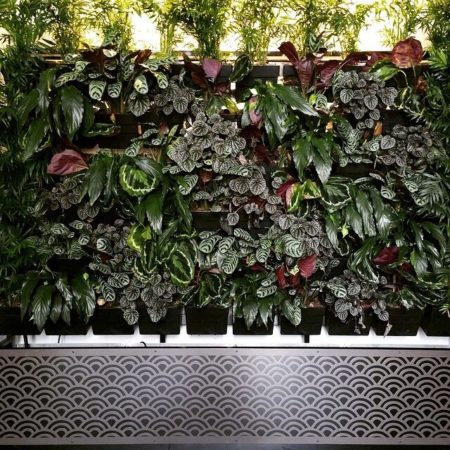 Image courtesy of Vertical Gardens Australia