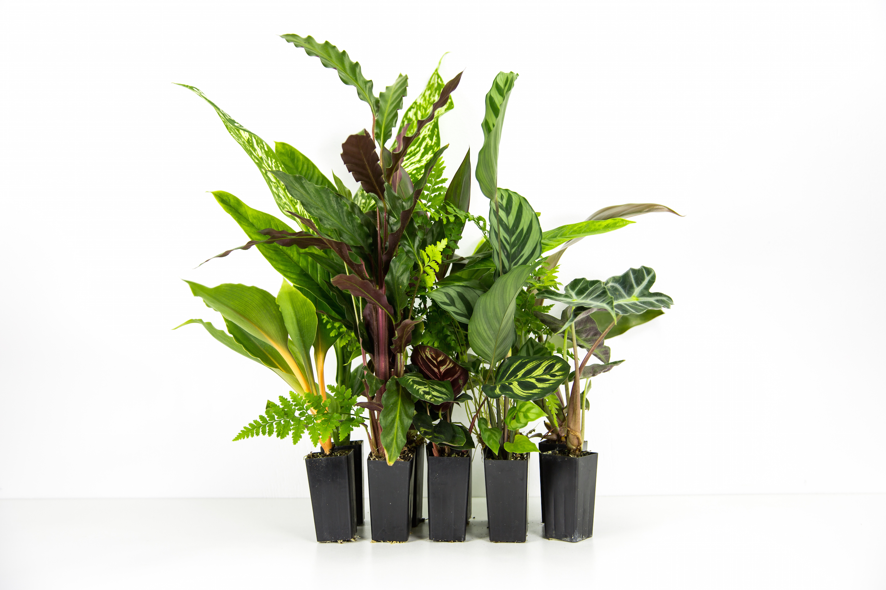 How to keep your indoor  plants  alive Go easy on the water 