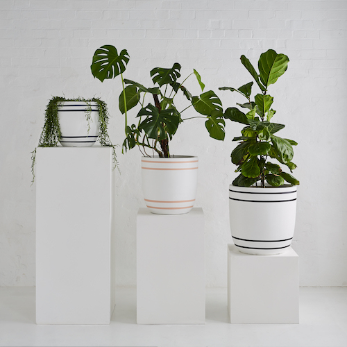 Get 20 off Design  Twins  new Palm Springs pots The 