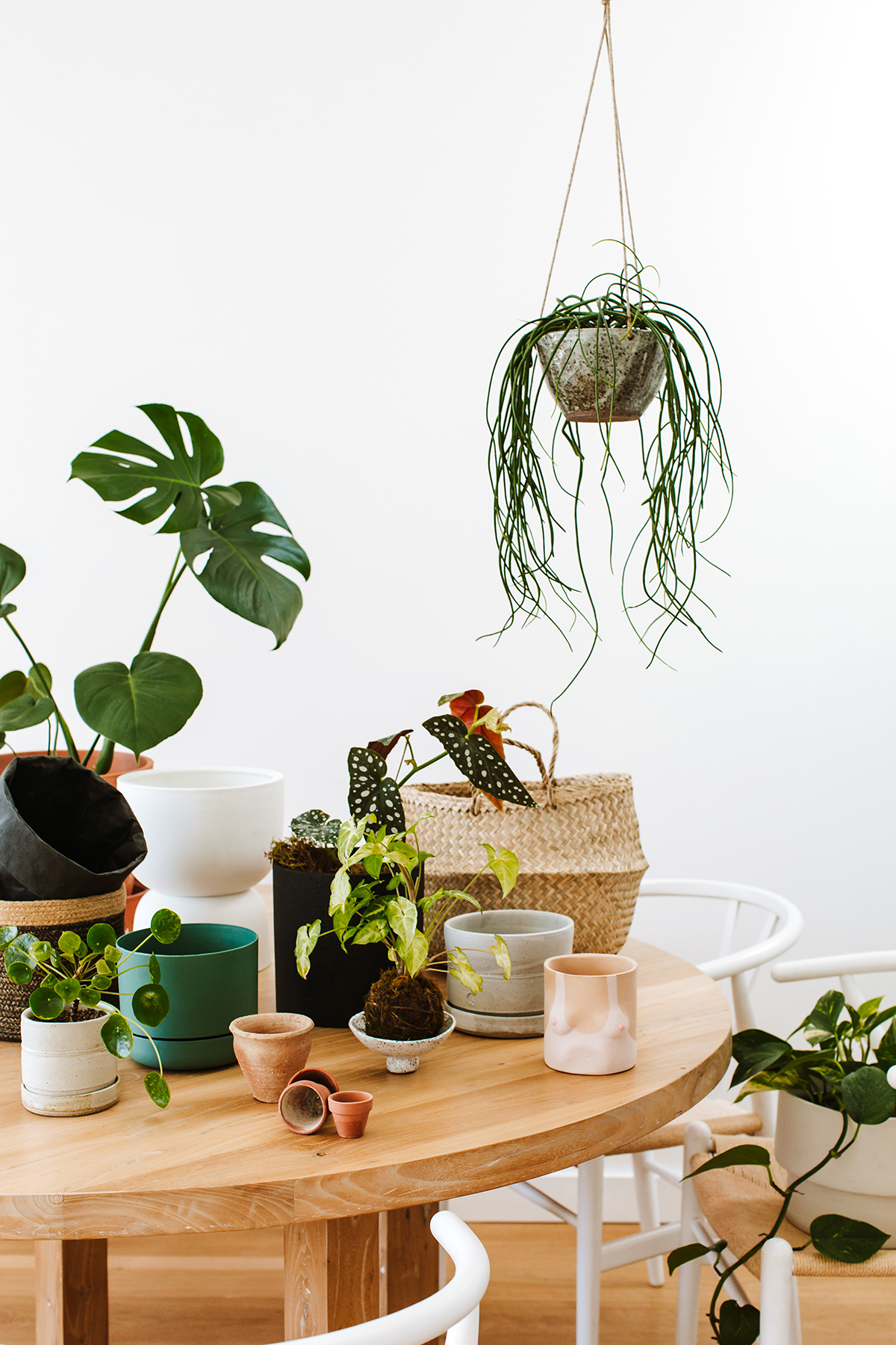 Pot plant delivery the alternative to fresh flowers! The Interiors