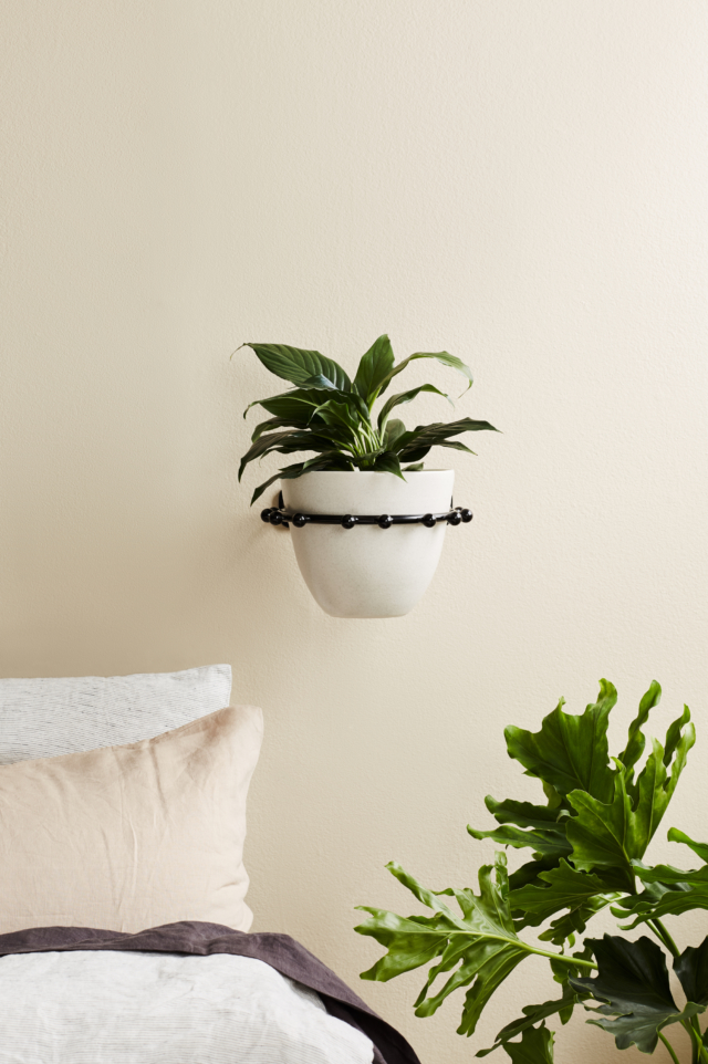 'Stud' plant sconce