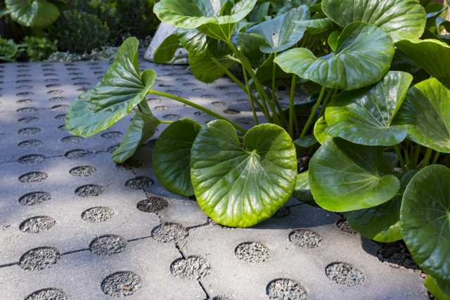 Darker pavers are less likely to show stains, and are easier to maintain