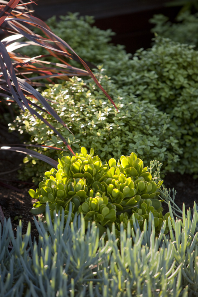 Succulents have high water content