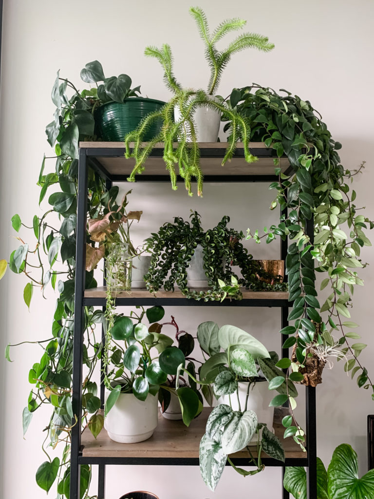 Buy houseplants online: 50+ Australian sites - The Interiors Addict