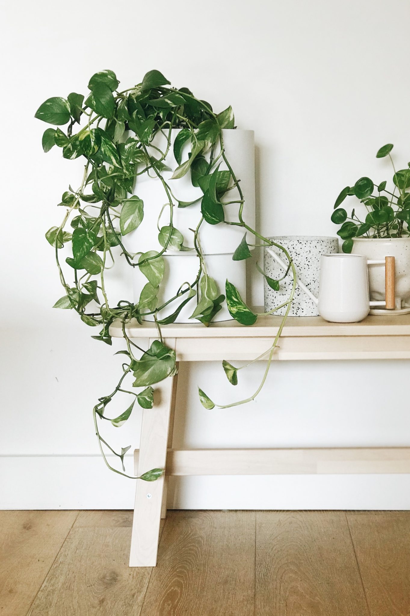 Houseplants: winter care tips to keep them thriving! - The Interiors Addict