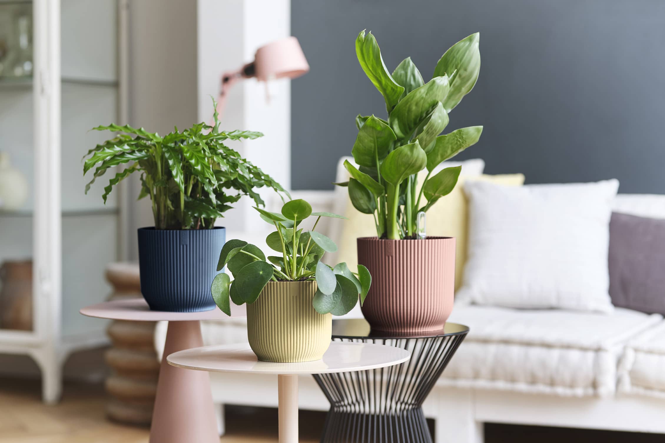 Houseplant tips for new plant parents who like a clean home - The ...