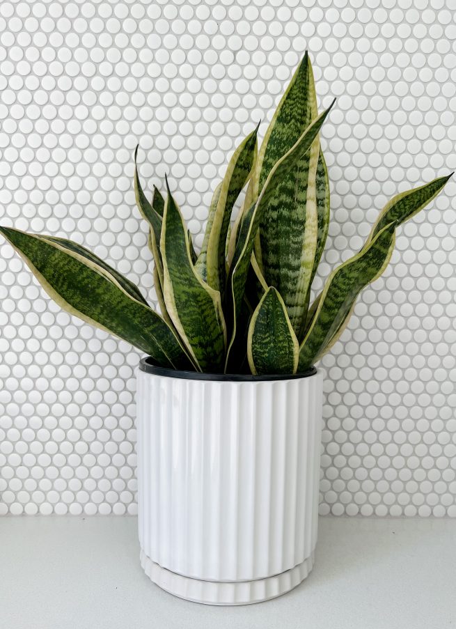 Move over fiddle leaf fig: 4 new houseplants experts love - The ...