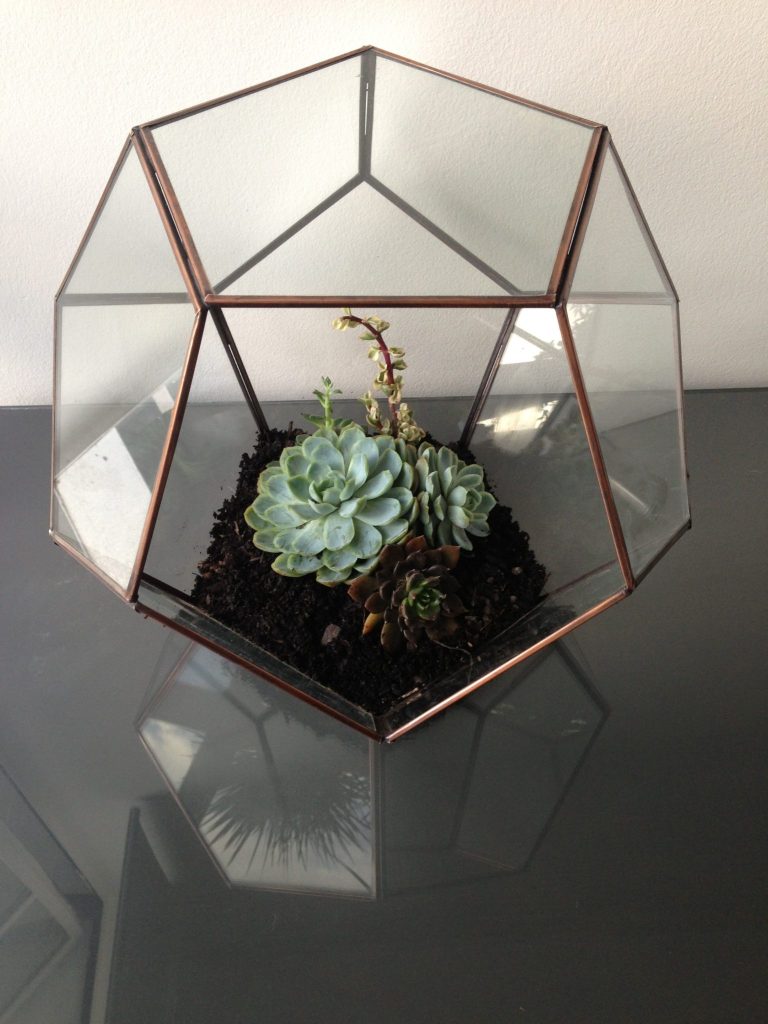 terrarium finished